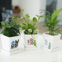 개업 생일 결혼 승진 축하 메세지가 있는 소형사각 화분, 09 돈벼락, 하트아이비or트리안