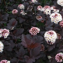 자엽 양국수나무 디아블로 120L포트 관상수, 1개