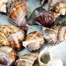 봄여름 제철 통영멍게 비단 가리비 삼배체 굴구이찜 외, 1box, 삐뚤이소라1kg