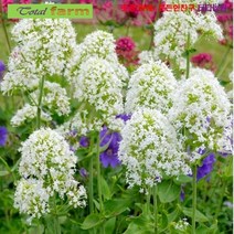 팝플라워 [꽃씨] 꽃 향기가 강한 주피터의수염(Centranthus) 15립