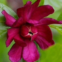 자주받침꽃/150CM분/묘목/d0389