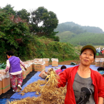 가족인삼 난발삼 파삼 수삼 미삼 세척삼 금산인삼 삼계탕재료 산지직송 500g, 난발삼 소 500g(10뿌리 내외), 비세척