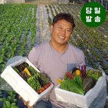 모듬채소 20종 클로렐라 쌈채소 상추 샐러드 유러피안 야채 600g, 1박스, 클로렐라쌈채소 600g