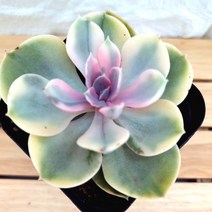 러브코리아 웨스트레인보우 다육이 붉은 물이 들어가는 다육 식물 랜덤1-40, 단품