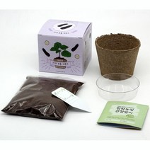 유아동 관찰일지 방학과제 모종재배 식물키우기 텃밭화분 조경, 가지