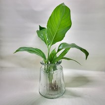 수경식물 유리병 수경식물키우기세트, 아이비