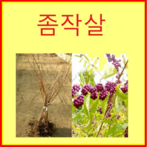 (D소망)좀작살나무묘목(키100센치) 6그루