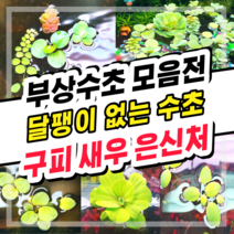 [수초스토어] 검역 부상수초 / 구피 새우 어항 쉬운 베타 수초 무이탄 수경식물 은신처 초보 피시티아 필란터스플루이탄스 아마존프로그비트 목련물배추 살비니아쿠쿠라타, 3. 아마존 프로그비트 (5뿌리)