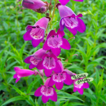 펜스테몬 베수비오 [2포트] (복남이네 야생화 모종 카릴로퍼플 penstemon), 2개