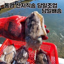 당일조업 산지직송 통영 생물 살아있는 오징어 갑오징어 갑오징어회 경남 당일배송 1kg 6-8미
