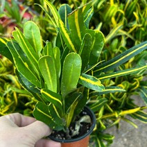 크로톤 (바나나) 1포트- 식물 무늬종 관상용식물 잎보기나무 바나나크로톤, 1개