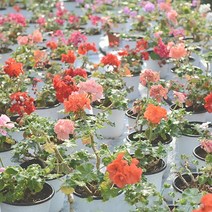 지못미 반값 제라늄 10cm 화분, 10cm 일반제라늄, 1개