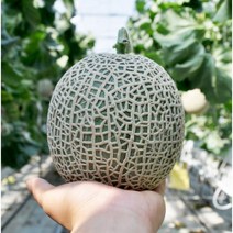 [익산원예농협] 고당도!! 머스크메론 (4~5입 8kg 내외), 1box