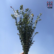 (로라네팜) 농장직송 유칼립투스 블랙잭 생화택배 공기정화식물 5종, 불로초