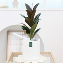 멜라니고무나무 중품 화이트화분 키우기쉬운식물, 이태리토분, 1개