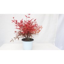 [골든플랜트] 남천 남천중품 남천나무키우기 남천나무 단풍이예쁜나무 단풍나무 오색나무 월동, 1개
