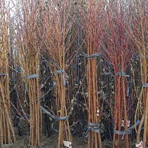 신비 복숭아 나무 묘목 접목1년생, 1개