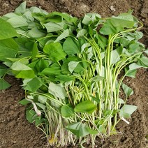 조은해남 밤/호박/꿀고구마 모종 1kg 5kg 10kg 20kg, 호박고구마 모종1단(1.2kg)kg