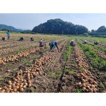 완주 산지발송 햇양파 3 5 10 15 20kg