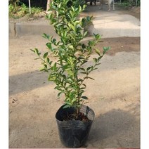 조경/상록수 피라칸사스(피라칸타) 키50~60cm/100cm 개화주 포트, 피라칸사스(피라칸타) 키 100cm_4주