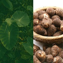 2023년 햇 생토란 국산 토란 곡성 죽곡 알토란 상품 특품 특상품, 1개