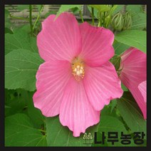 (나무농장) 야생화 부용 포트 ( 포트5개묶음 )