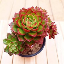 레티지아 다육 키우기 수월한 가을다육이1큰3-30, 단품