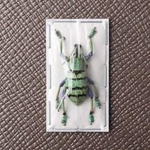 Eupholus schoenherri petiti 유포루스속 바구미 건조표본 곤충표본