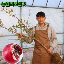 석류나무 묘목 3-4년생 슈퍼왕단석류 유실수 과일나무, 4년생, 1개