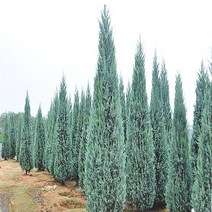 블루엔젤 (30cm전후)포트- 정원 조경 울타리 나무 묘목