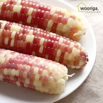 탱글탱글 냉동 삶은 찰옥수수, 홍찰옥수수(10~12cm내외) 40개