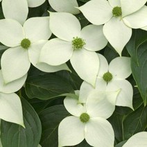 같이가치농원 산딸나무 묘목 2년특묘