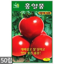 땅콩 씨앗 30g - 씨 땅콩씨앗 땅콩씨 콩씨앗 콩씨 견과류 주말농장 텃밭, 11_홍일품토마토(50립)