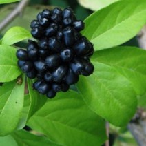 토종오가피 (오가피 오갈피)묘목 -10주 특용수 약용수, 10주 묶음