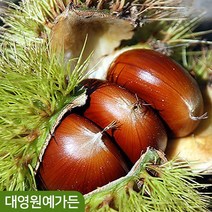 뿌리묘) 밤나무 3종 옥광 대보 포르단 접목1년, 02. 대보밤-접목1년