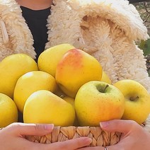 [우주최강리테일]경북 재배 프리미엄 황금사과 시나노골드 2kg 가정용 대과 과수 6개 내외, 황금사과2kg 5개