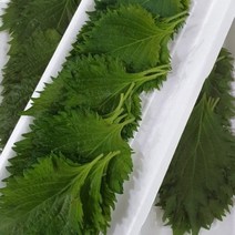 [국내산] 시소잎 30장내외 일본깻잎 특수야채 씨소 시소야채 차조기 야채왕시소 허브시소 시소