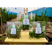 카페용 실속2종 허브세트(로즈마리/타임/애플민트 2가지선택)20g 유기농 식용허브, 로즈마리20g+타임20g, 20g