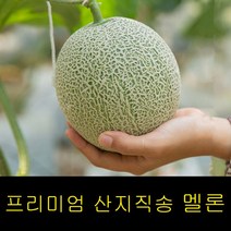 고씨네 특급 멜론 5kg 머스크멜론 곡성멜론 멜론농장 과일 제철과일 과일종류 가을과일 과일선물 겨울과일, 3kg