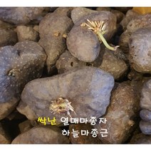 23년 열매마(하늘마)모종용 종자5개 20개 종근 씨앗 넝쿨마재배 심기 전남열매마농원, 중소 20개