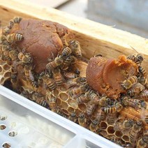 꿀벌사료 화분떡 500g 5봉 10봉 고단백 고영양 꿀벌먹이 벌식 양봉 도구 용품, 꿀벌사료 500g(5봉지)