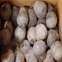 [영암상회]국내산 레드비트 알비트 10kg내외 1box, 5kg