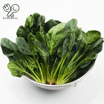신선하고 싱싱한 국내산 람스밀 시금치, 국내산 시금치_1kg