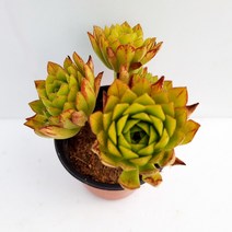 에오니움 다육 돌나무과 다육질 다육이 랜덤1-30, 단품, 상세페이지 참조