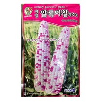 알록이찰옥수수 씨앗 종자 2500립