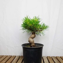 해송 소나무 분재 특상품 흑송 곰솔 김포 분재원 나무 키우기