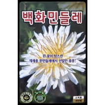 백화민들레씨앗100립 민들레 어린 순은 생채또는 나물로 KS종묘