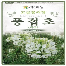 야생화 꽃씨 풍접초 족두리꽃(백색) 0.5g