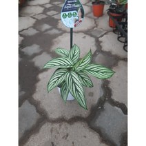 칼라데아 비타타
