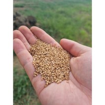 제주 노란참깨 5kg (8월 28일 예약발송)